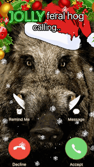A Picture Of A Boar Wearing A Santa Hat With The Words Jolly Feral Hog Calling Below It GIF