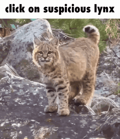 A Picture Of A Bobcat With The Words Click On Suspicious Lynx Above It GIF