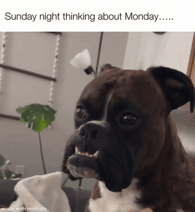 A Picture Of A Boxer Dog With The Caption Sunday Night Thinking About Monday GIF