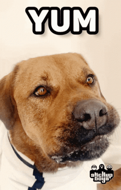 A Picture Of A Brown Dog With The Word Yum Above It GIF