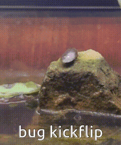 A Picture Of A Bug On A Rock With The Words Bug Kickflip Below It GIF