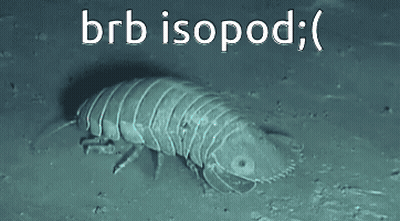 A Picture Of A Bug With The Words Brb Isopod Below It GIF