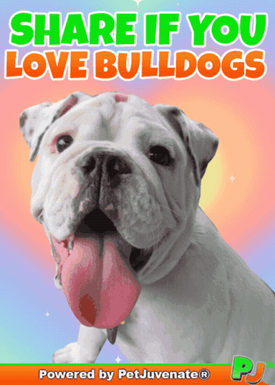 A Picture Of A Bulldog With The Words Share If You Love Bulldogs GIF