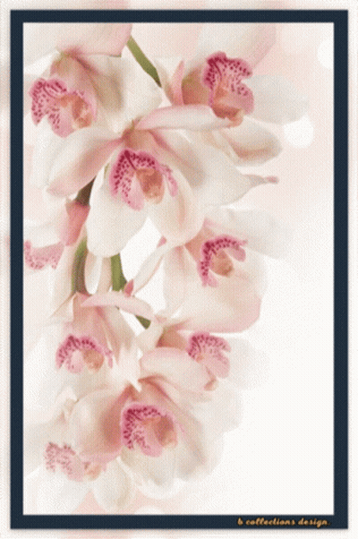 A Picture Of A Bunch Of Pink And White Flowers With The Words B Collections Design At The Bottom GIF
