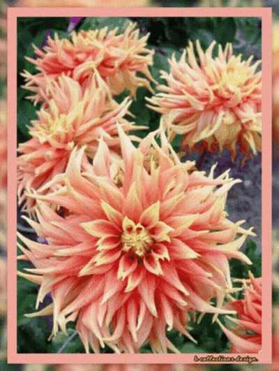 A Picture Of A Bunch Of Pink And Yellow Flowers With A Pink Border GIF