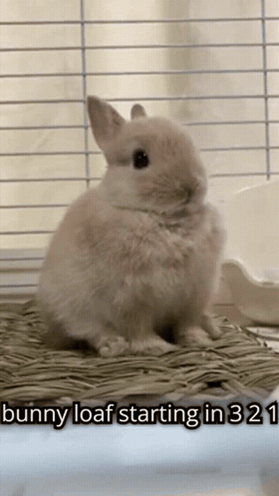 A Picture Of A Bunny Loaf Sitting In A Cage With The Caption " Bunny Loaf Starting In 321 " GIF