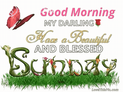 A Picture Of A Butterfly And The Words " Good Morning My Darling " GIF
