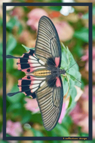 A Picture Of A Butterfly With The Words B Collections Design Underneath It GIF