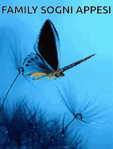 A Picture Of A Butterfly With The Words Family Sogni Appesi GIF