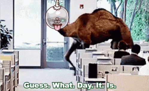 A Picture Of A Camel In An Office With Guess What Day It Is Written Below It GIF