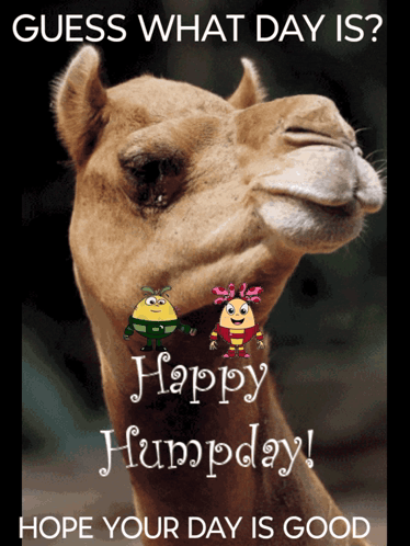 A Picture Of A Camel With A Happy Humpday Message On It GIF