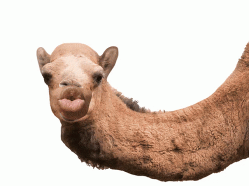 A Picture Of A Camel With The Words " Guess What " Below It GIF