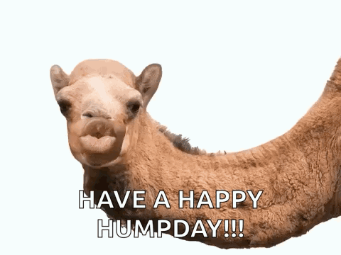 A Picture Of A Camel With The Words " Guess What Day Have A Happy Humpday " GIF