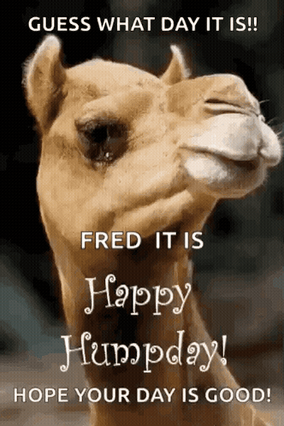 A Picture Of A Camel With The Words Guess What Day It Is Fred It Is Happy Humpday Hope Your Day Is Good . GIF