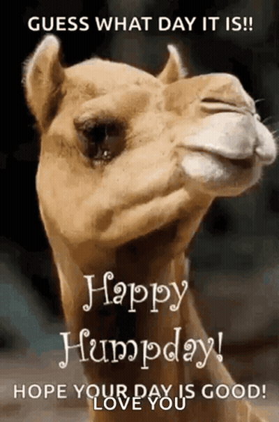 A Picture Of A Camel With The Words Guess What Day It Is Happy Humpday Hope Your Day Is Good Love You . GIF