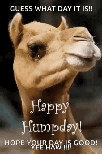 A Picture Of A Camel With The Words Guess What Day It Is Happy Humpday GIF