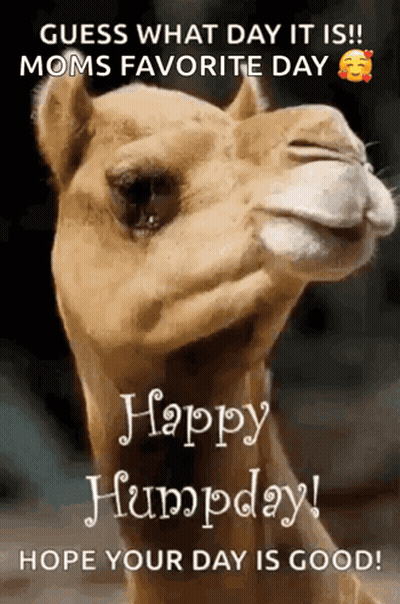 A Picture Of A Camel With The Words " Guess What Day It Is " GIF