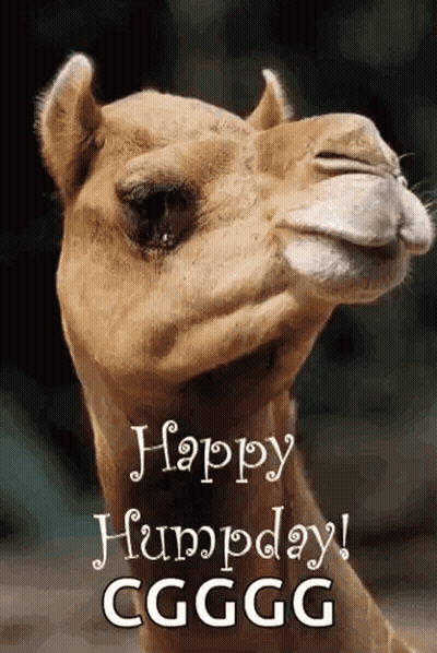 A Picture Of A Camel With The Words Happy Humpday Cggg Written On It GIF