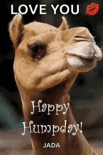 A Picture Of A Camel With The Words Love You Happy Humpday Jada On It GIF