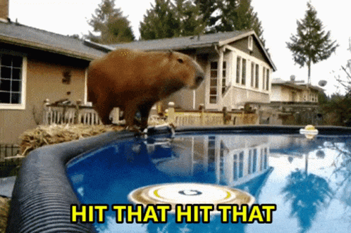 A Picture Of A Capybara Jumping Into A Pool With The Words Hit That Hit That Below It GIF