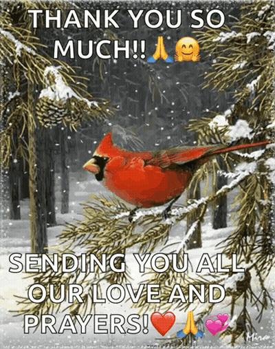 A Picture Of A Cardinal In A Snowy Forest Says Thank You So Much GIF