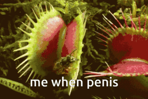 A Picture Of A Carnivorous Plant With The Words Me When Penis Below It GIF