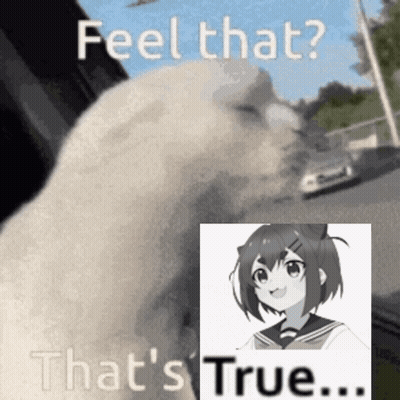 A Picture Of A Cat And A Picture Of A Girl With The Words Feel That That 'S True GIF