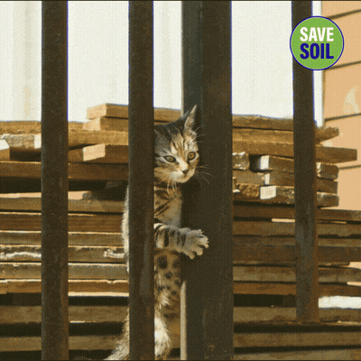A Picture Of A Cat Behind Bars With A Save Soil Logo GIF