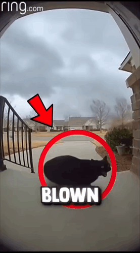 A Picture Of A Cat Being Blown By A Ring Camera GIF