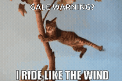 A Picture Of A Cat Hanging From A Tree Branch With The Caption Gale Warning I Ride Like The Wind GIF