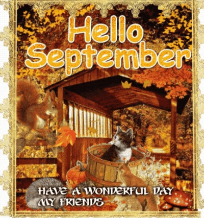 A Picture Of A Cat In A Bucket With The Words Hello September GIF