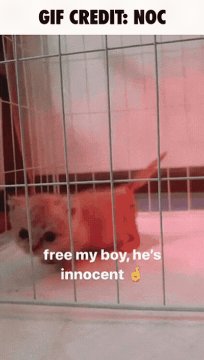 A Picture Of A Cat In A Cage With The Caption Free My Boy He 'S Innocent GIF