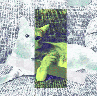 A Picture Of A Cat Laying On A Couch With A Green Stripe GIF