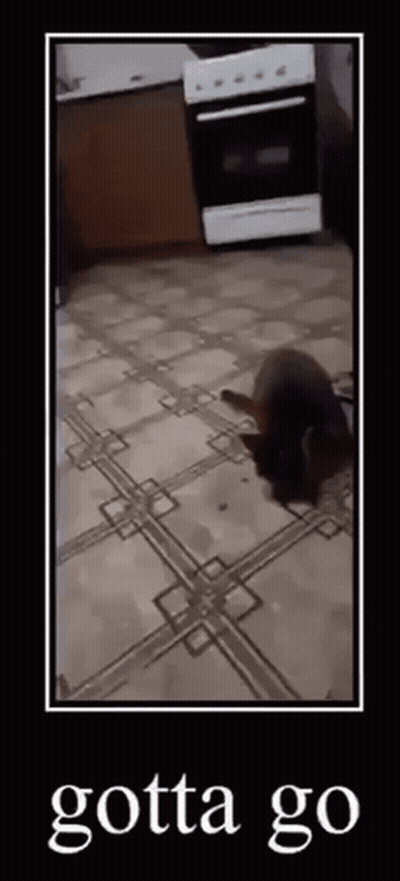 A Picture Of A Cat Laying On A Tiled Floor With The Words Gotta Go On The Bottom GIF