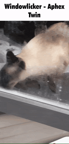 A Picture Of A Cat Looking Out A Window With The Caption Windowlicker - Aphex Twin GIF