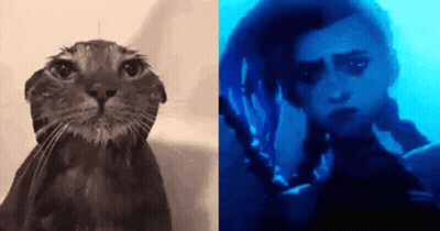 A Picture Of A Cat Next To A Picture Of A Person Swimming GIF