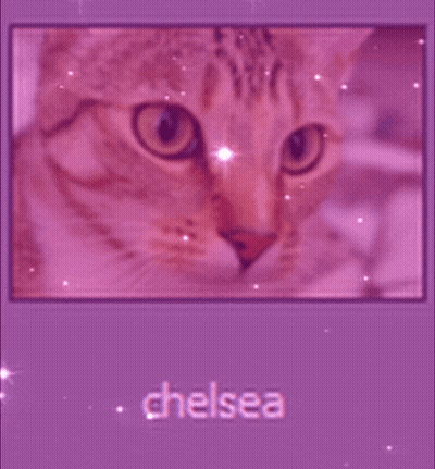 A Picture Of A Cat On A Purple Background With The Name Chelsea On The Bottom GIF