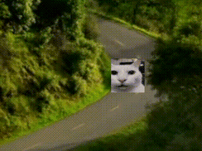 A Picture Of A Cat On A Road With Trees On The Side GIF