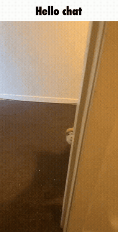 A Picture Of A Cat Peeking Out Of A Door With The Words Hello Chat Below It GIF