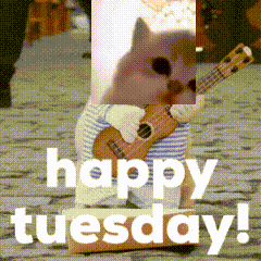 A Picture Of A Cat Playing A Guitar With The Words Happy Tuesday GIF