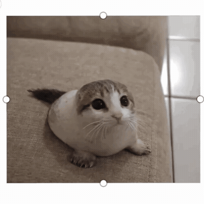a picture of a cat sitting on a couch with circles around it