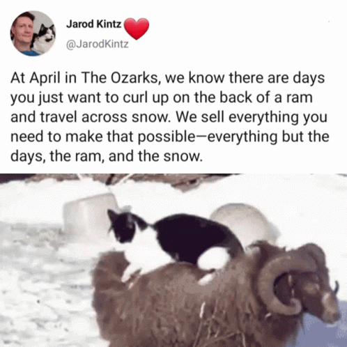 A Picture Of A Cat Sitting On Top Of A Ram With A Tweet By Jarod Kitz GIF