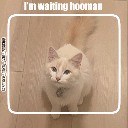 A Picture Of A Cat That Says I 'M Waiting Hooman GIF