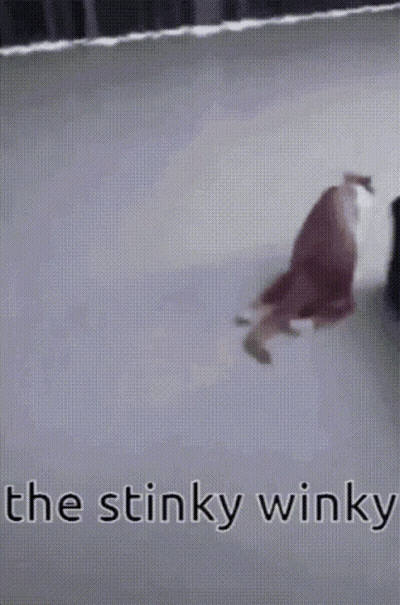 A Picture Of A Cat That Says The Stinky Winky On It GIF