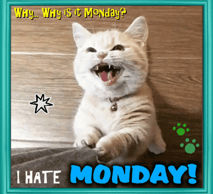 A Picture Of A Cat That Says Why Why Is It Monday GIF