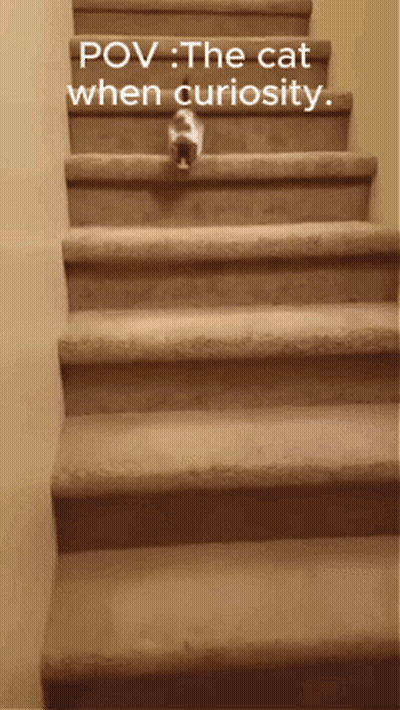 A Picture Of A Cat Walking Up A Set Of Stairs With The Caption Pov The Cat When Curiosity GIF