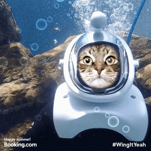 A Picture Of A Cat Wearing An Underwater Helmet With Booking.com Written On The Bottom GIF