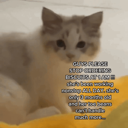 A Picture Of A Cat With A Caption That Says Guys Please Stop Ordering Biscuits At 1 Am GIF