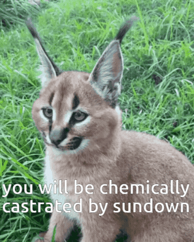 A Picture Of A Cat With A Caption That Says You Will Be Chemically Castrated By Sundown GIF