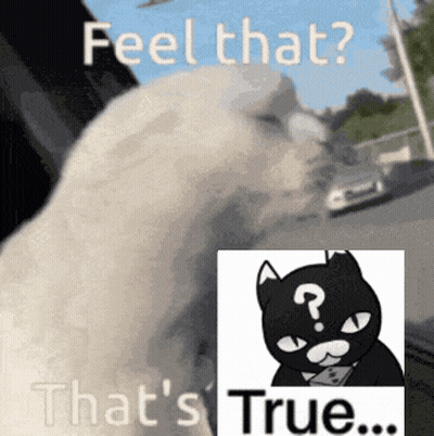 A Picture Of A Cat With A Question Mark On It GIF